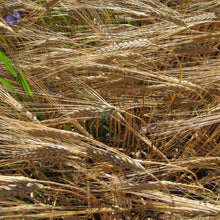 Wheat Seeds