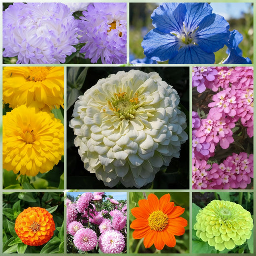 Seasonal Wildflower Mix