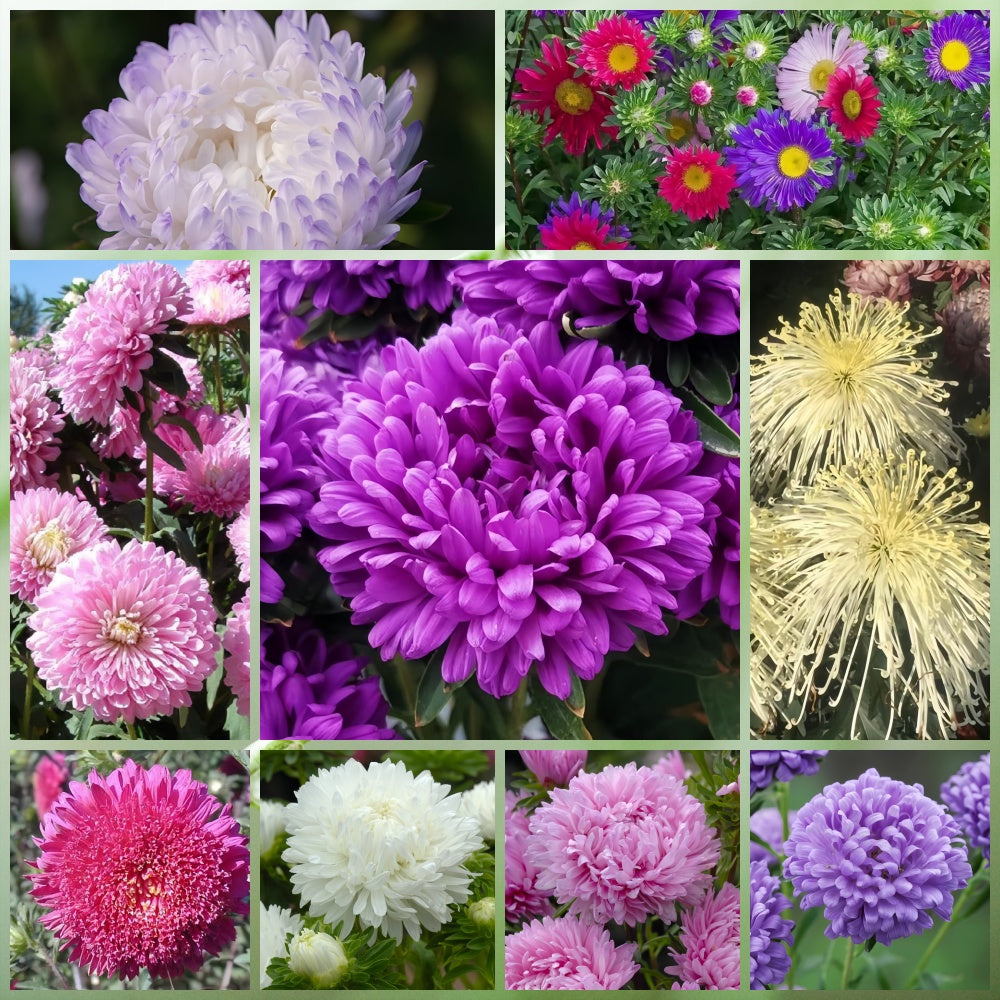 Multicolor Wildflower Mix