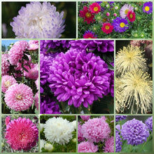 Multicolor Wildflower Mix