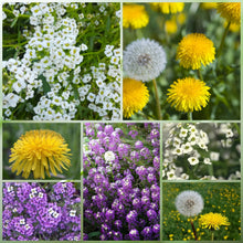 Spring Wildflower Mix