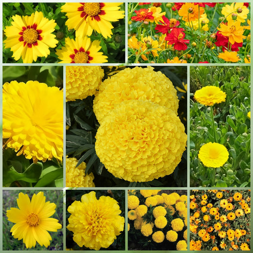 Yellow Wildflower Mix