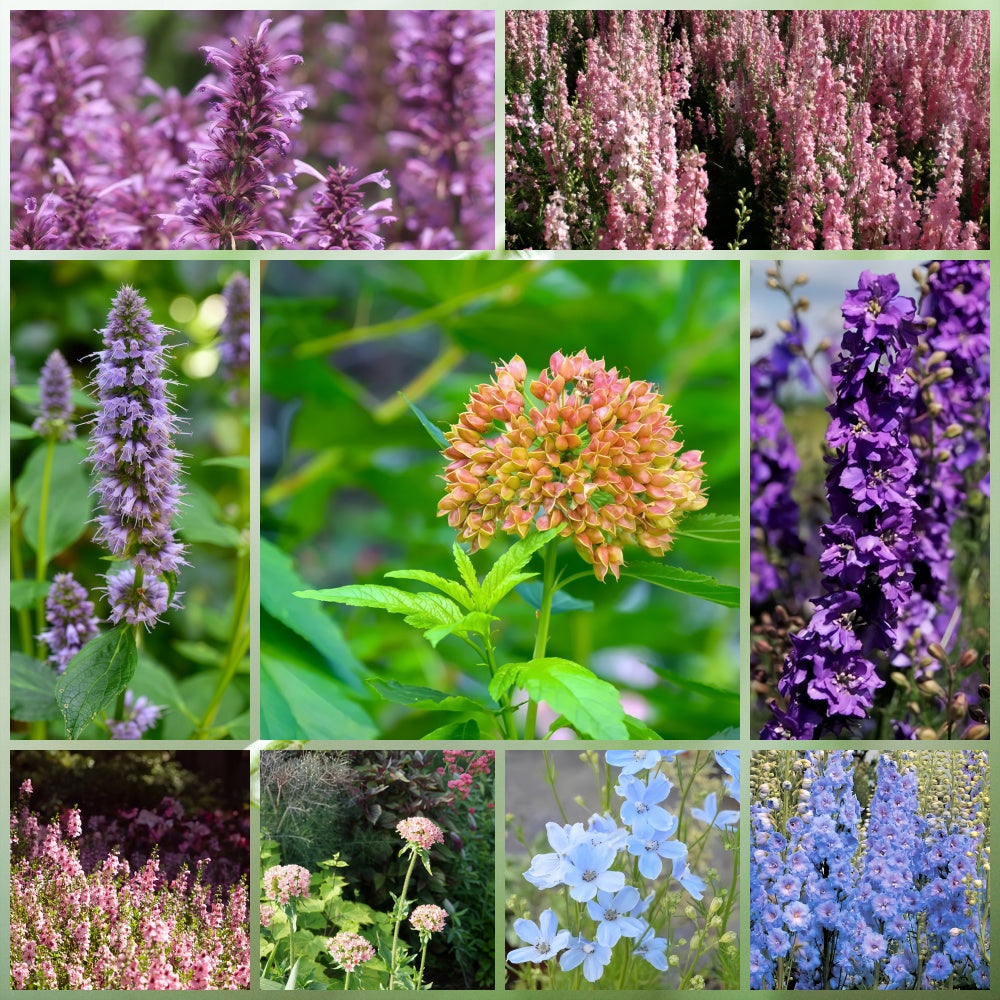 Cold Resistant Tall Wildflower Mix