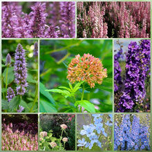 Cold Resistant Tall Wildflower Mix