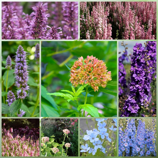 Cold Resistant Tall Wildflower Mix