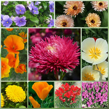 Shade Tolerant Wildflower Mix
