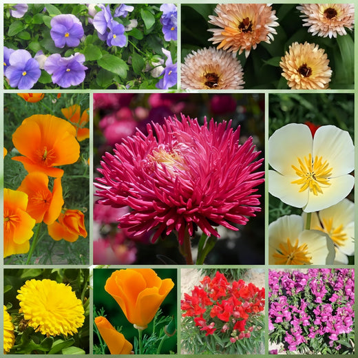 Shade Tolerant Wildflower Mix