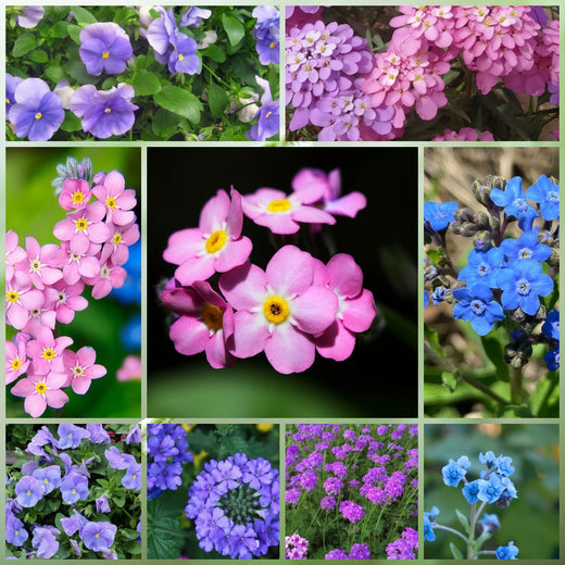 Cold Resistant Dwarf Wildflower Mix