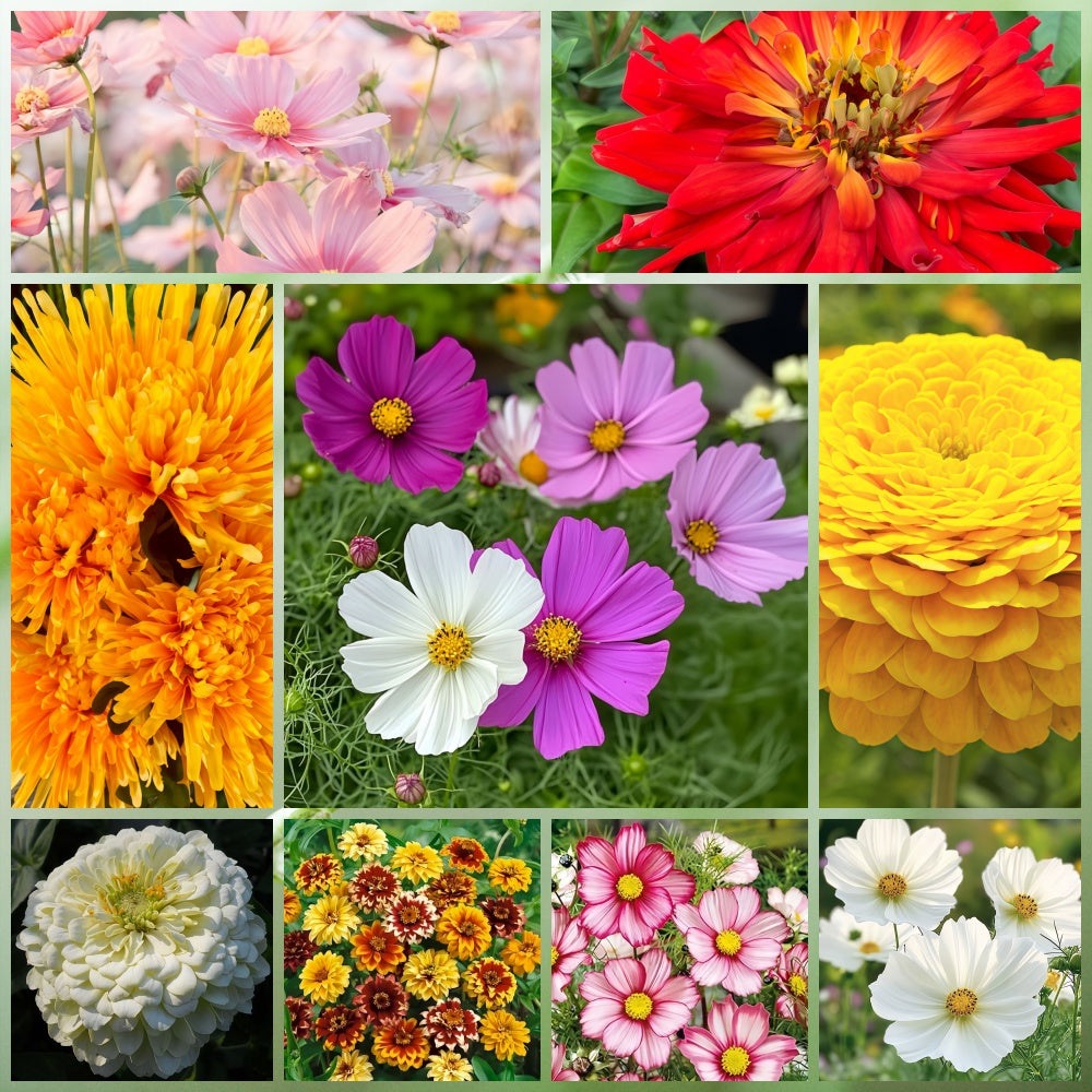 Drought Tolerant Wildflower Mix