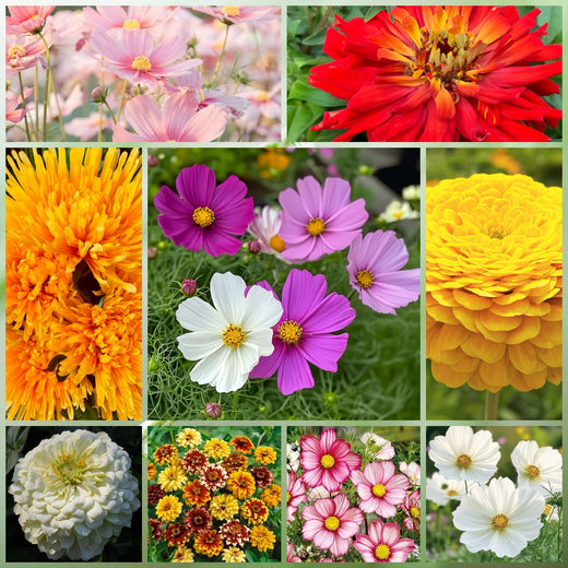 Drought Tolerant Wildflower Mix