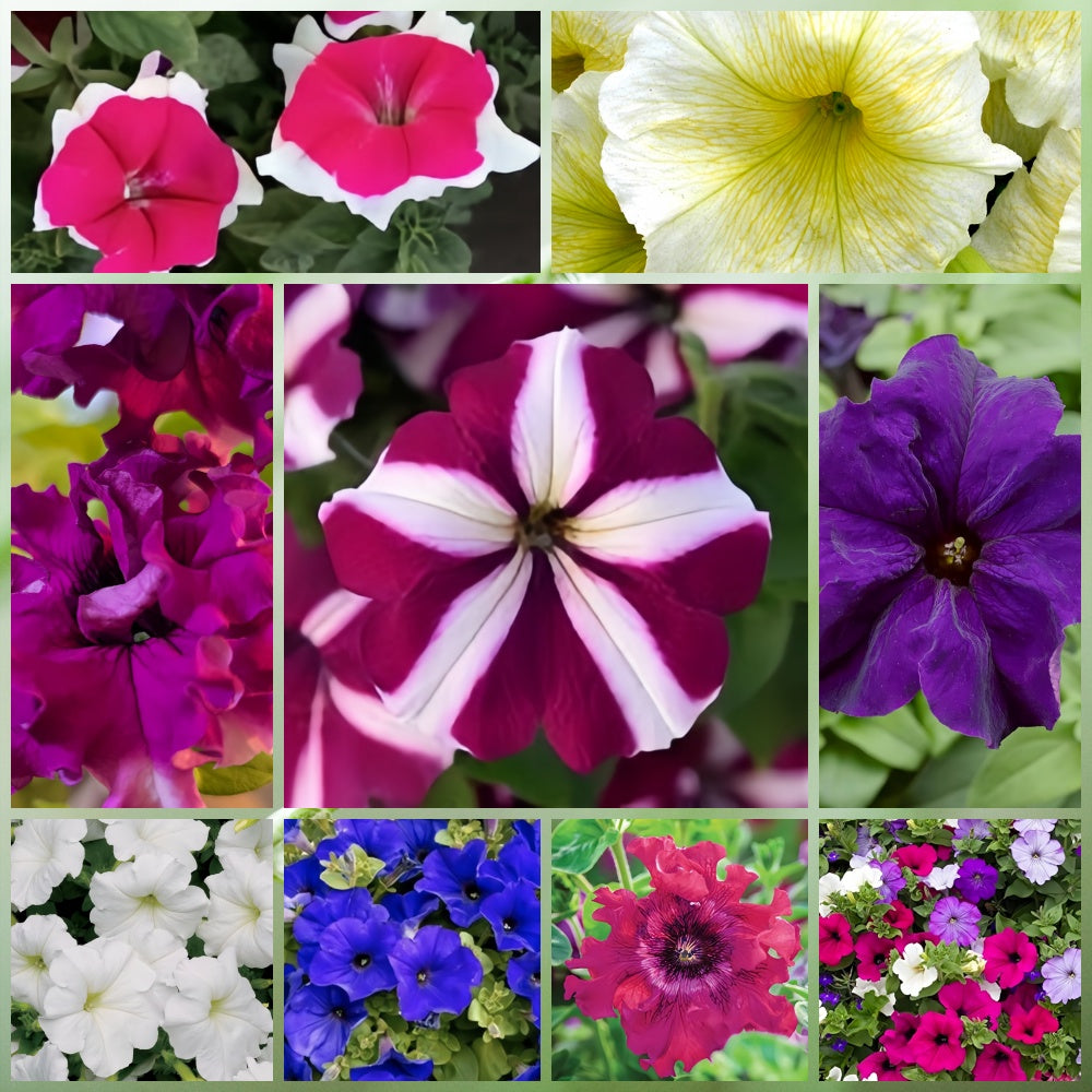 Summer Wildflower Mix