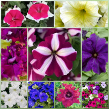 Summer Wildflower Mix
