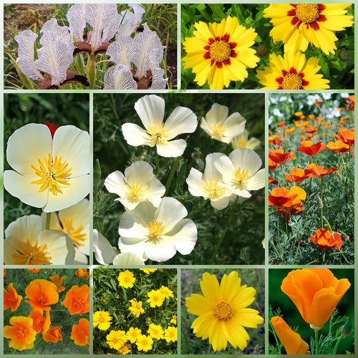 Moisture Resistant Wildflower Mix