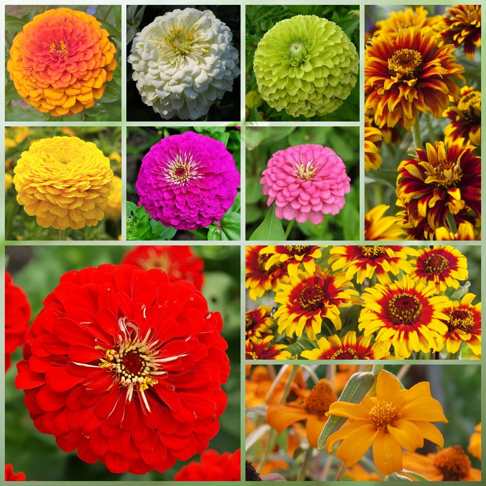 Highway Hillside Wildflower Mix