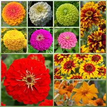 Highway Hillside Wildflower Mix