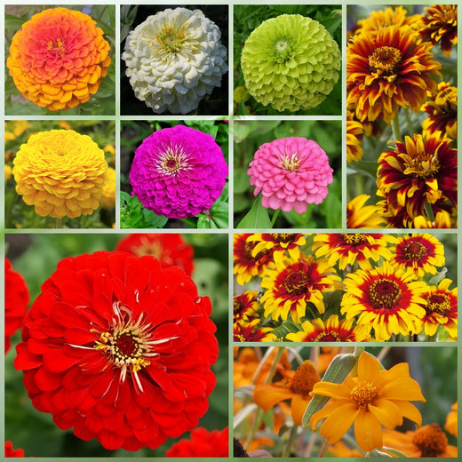 Highway Hillside Wildflower Mix