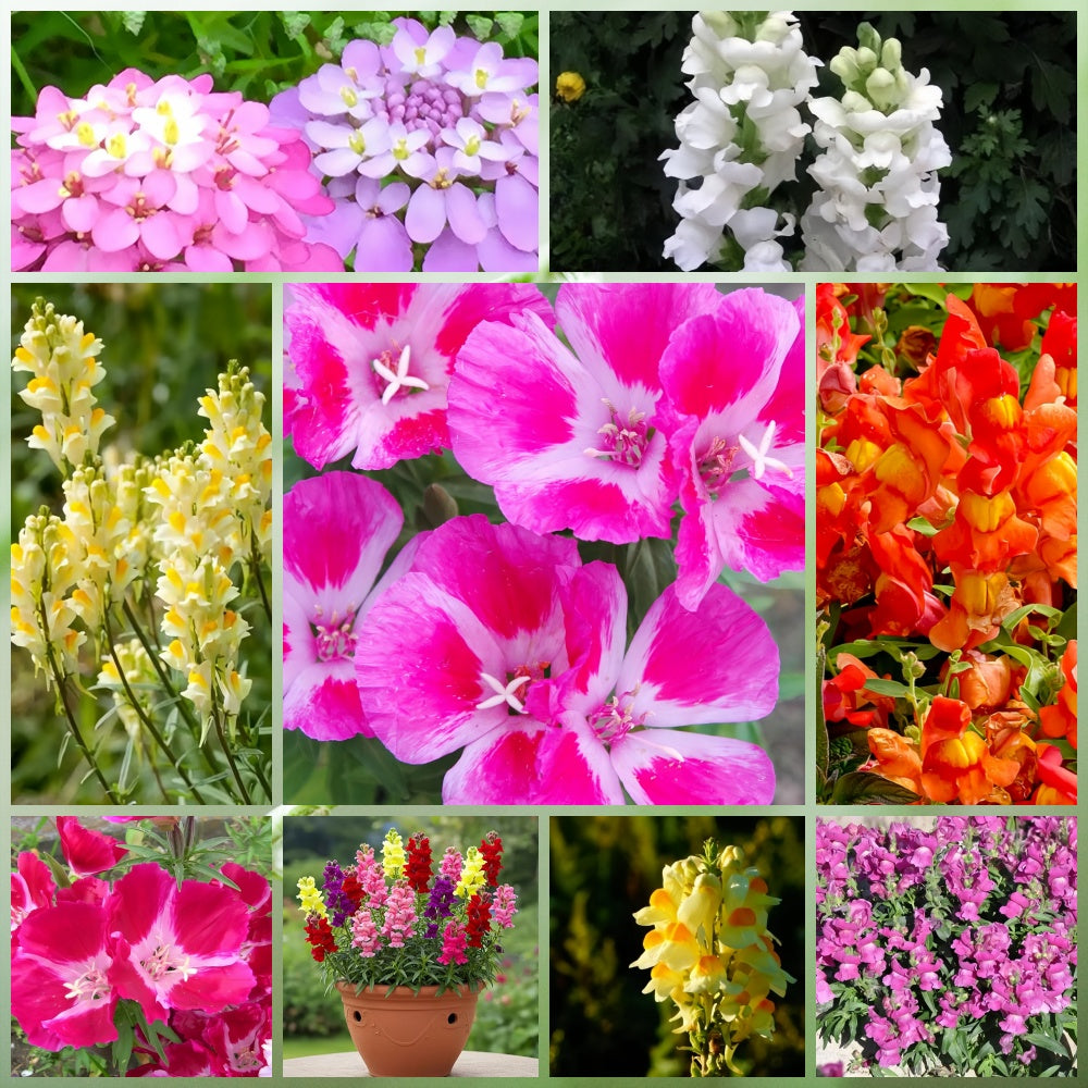 Wildflower Seeds - Dwarf Mix Includes Candytuft, Snapdragon, Clarkia Amoena, etc.