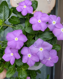 Blue Catharanthus Roseus Vinca Seeds