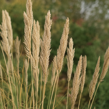 Crested Wheatgrass Seeds