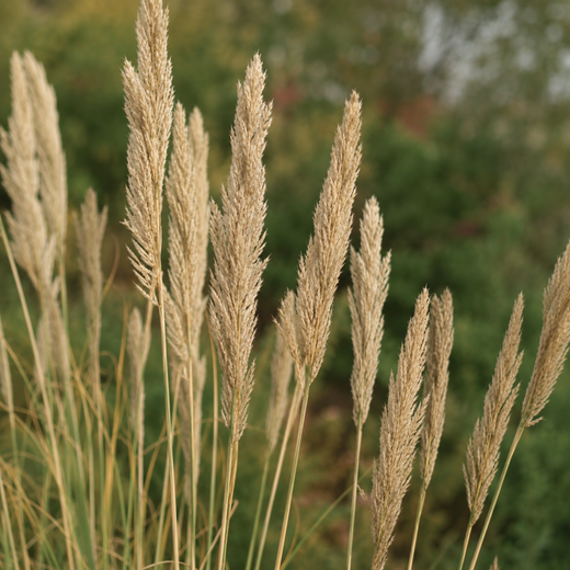 Crested Wheatgrass Seeds