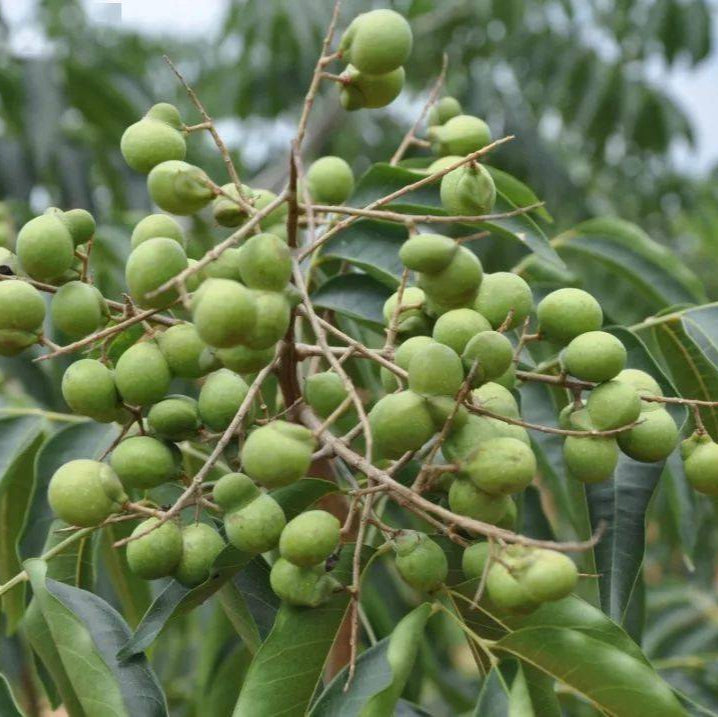 Soapberry Seeds