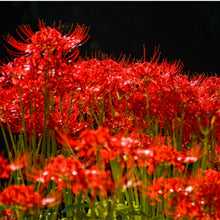 Red Spider Lily Seeds