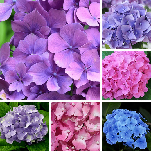 Hydrangea Flower Seeds