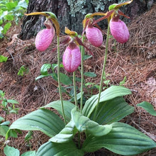 Pink Lady's Slipper Seeds
