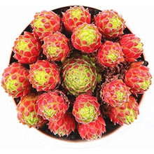 Sempervivum Succulent Seeds