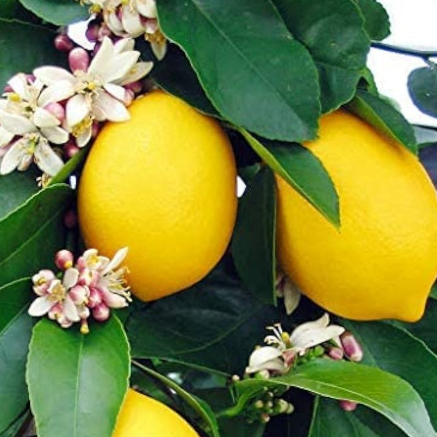 Eureka Lemon Tree Seeds up to 50%