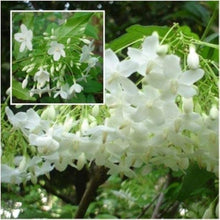 Mok Flower Seeds