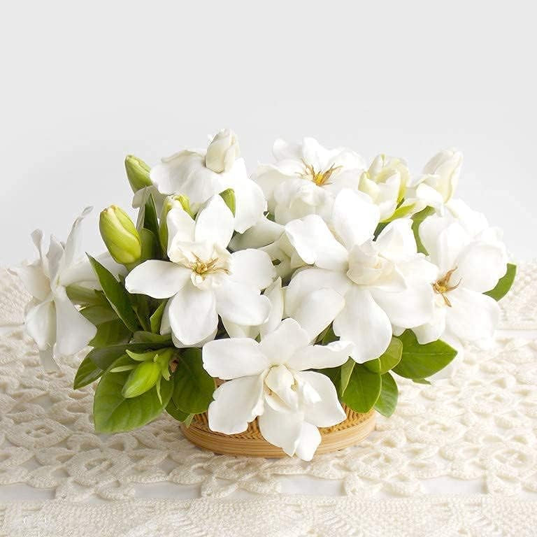 Gardenia Flower Seeds