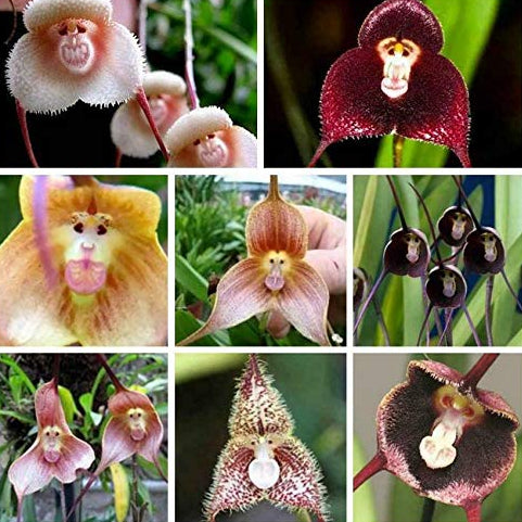 Monkey Flower Seeds