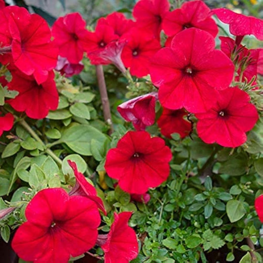 Petunia Seeds