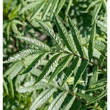 Mint Seeds