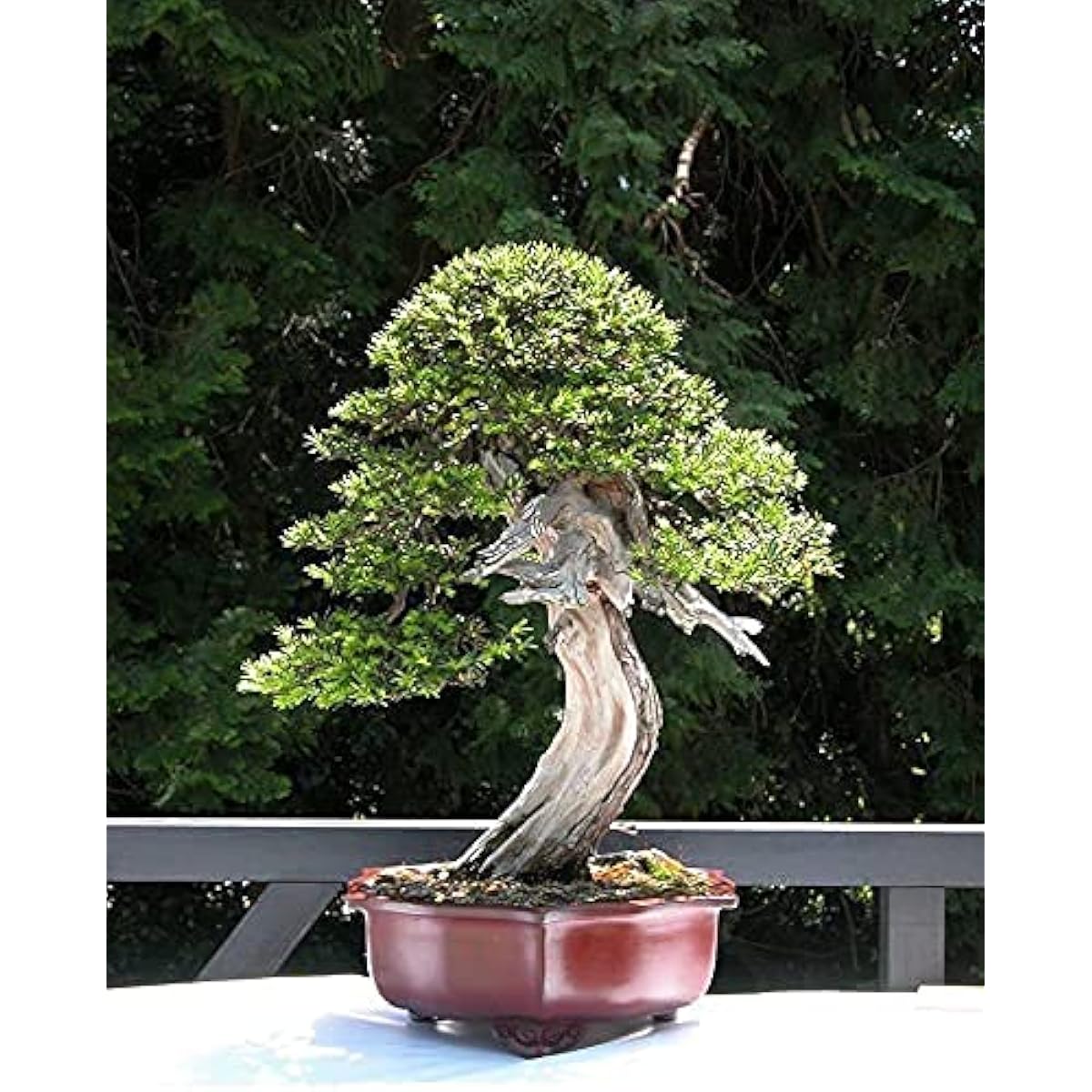English Yew Tree Seeds up to 50%