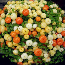 Lamp Beads Grass Seeds