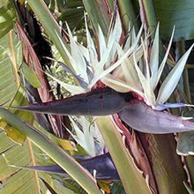 White Bird of Paradise Seeds
