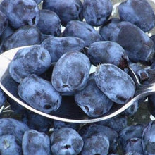 Blue Haskap Berry Seeds