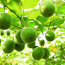 Luo Han Guo Seeds