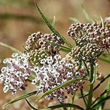 Narrowleaf Milkweed Seeds