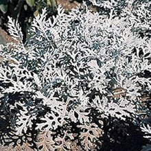 Dusty Miller Silver Dust Seeds