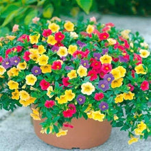 Mixed Petunia Seeds