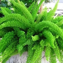 Foxtail Fern Seeds