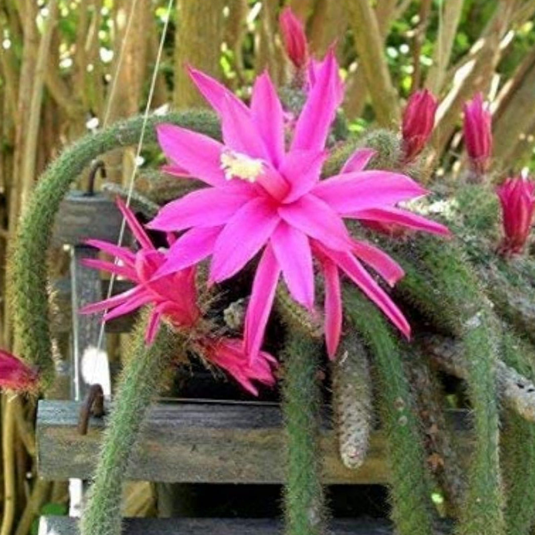 Rat Tail Cactus Aporocactus Flagelliformis Seeds– up to 50%