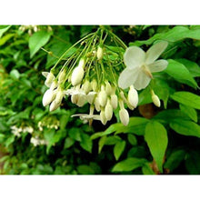 Mok Flower Seeds