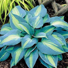 Hosta Seeds