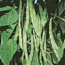 Romano Pole Bean Seeds