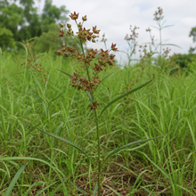 Vincetoxicum Pycnostelma Seeds