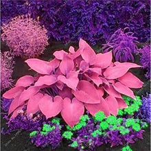 Hosta Seeds - Mixed